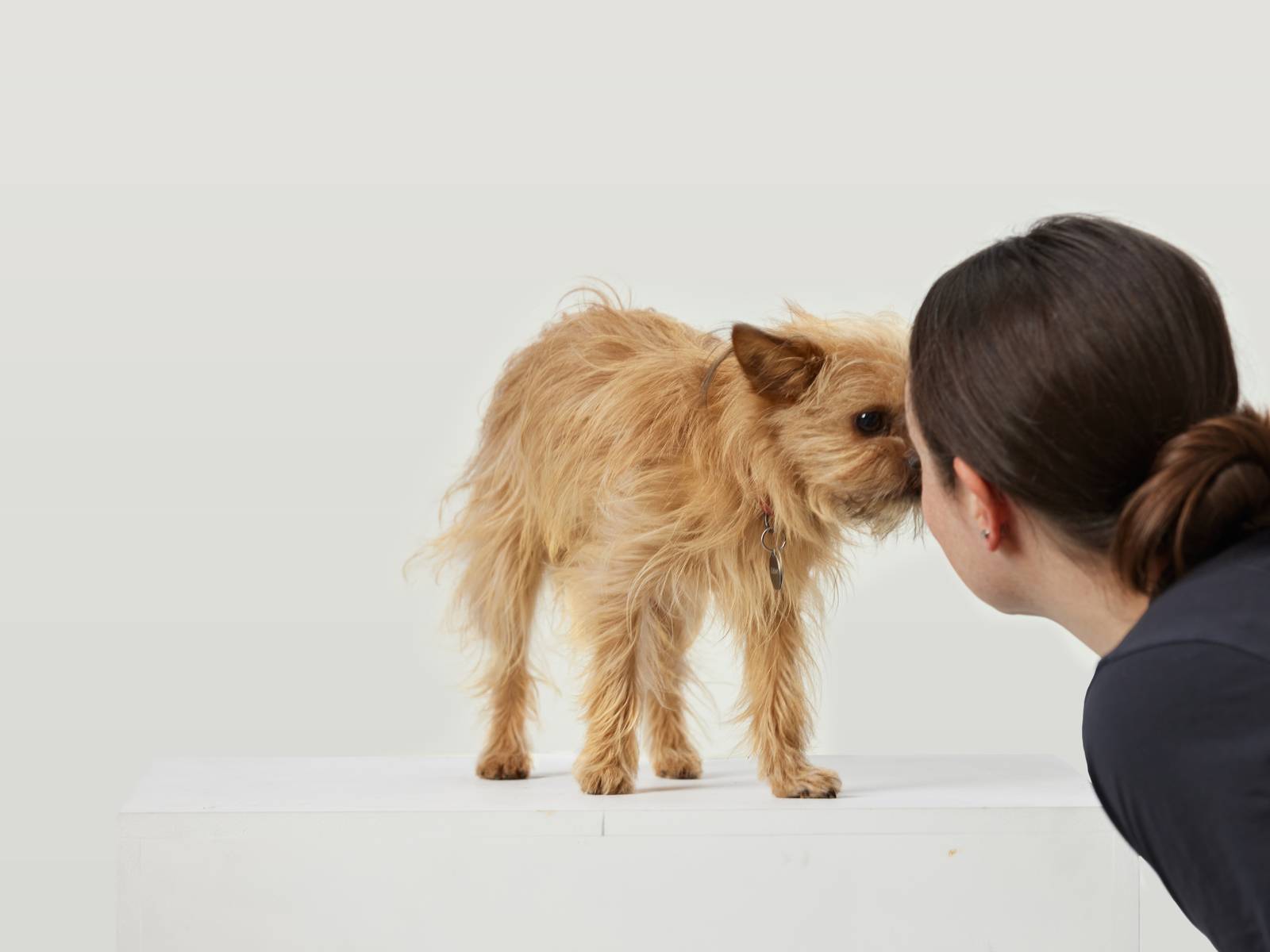 Chewy, a small golden haired dog, touching noses with her owner.