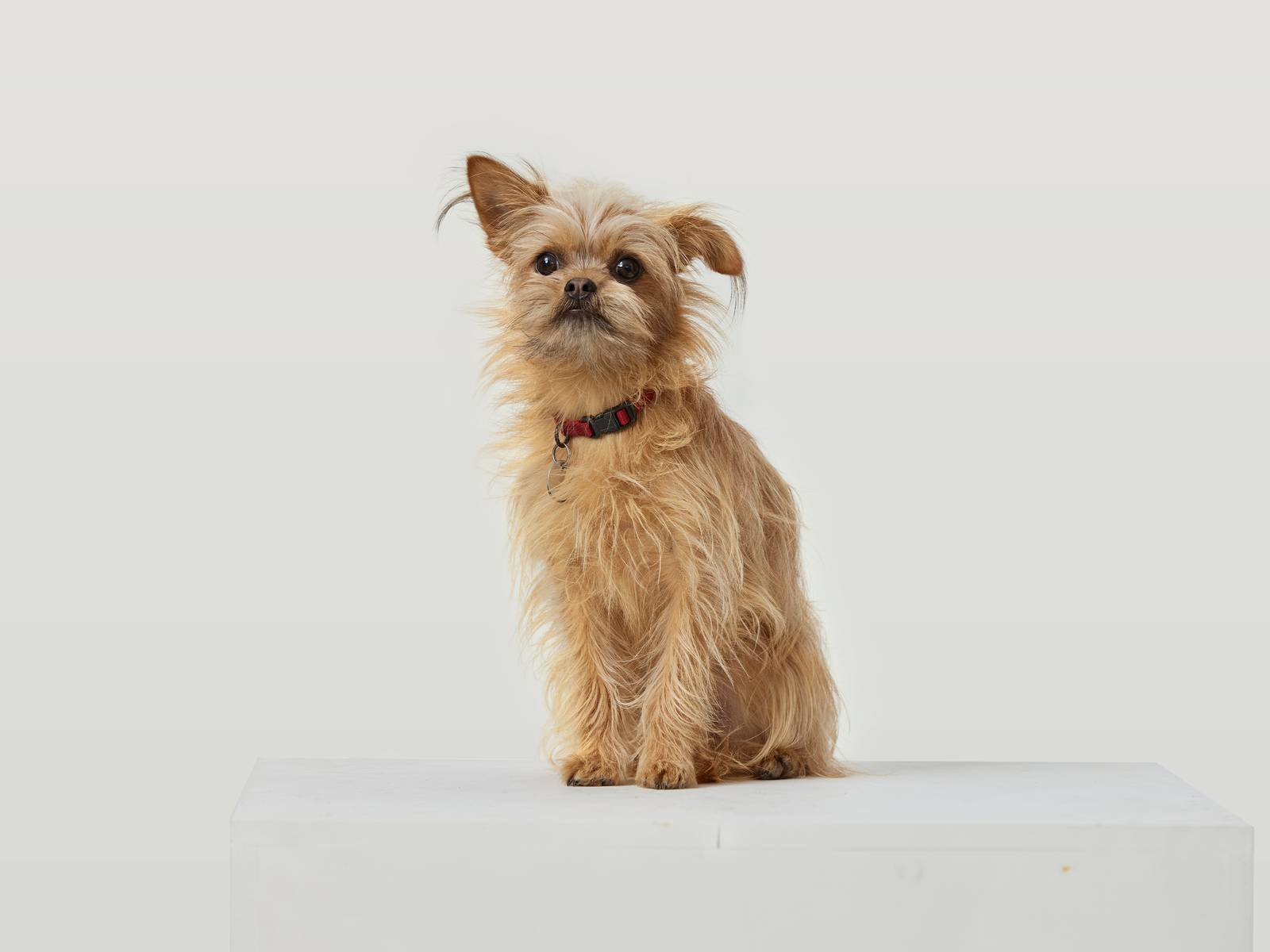 A profile image of Chewy