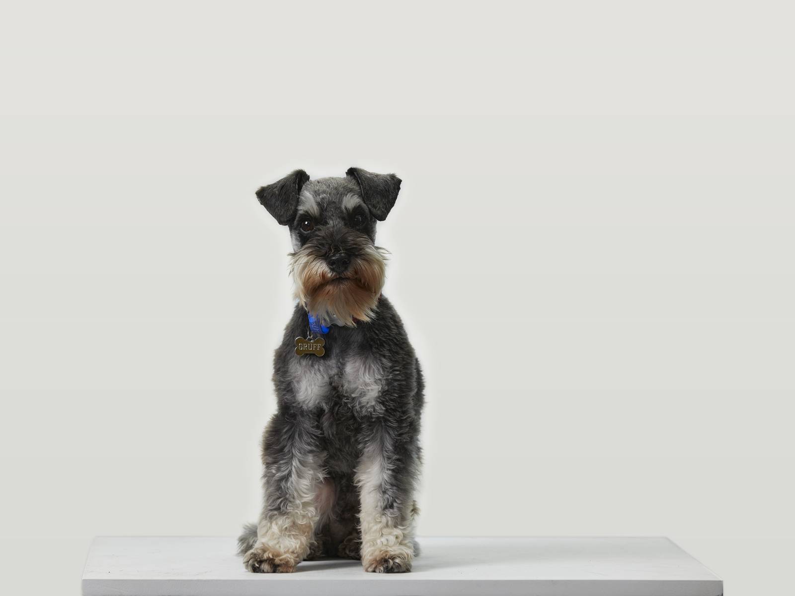 A profile image of Gruff