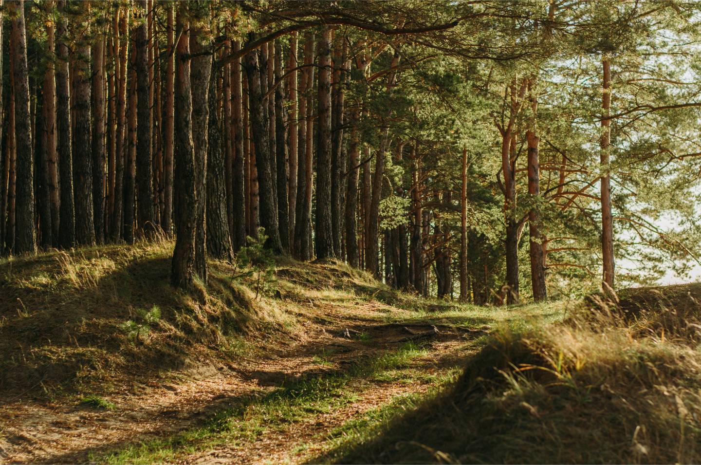 MPI CCIS forest hero image